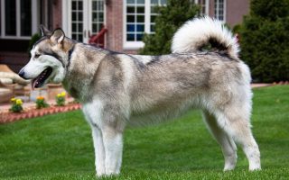 Alaskan Malamute Facts & Dog Breed Information