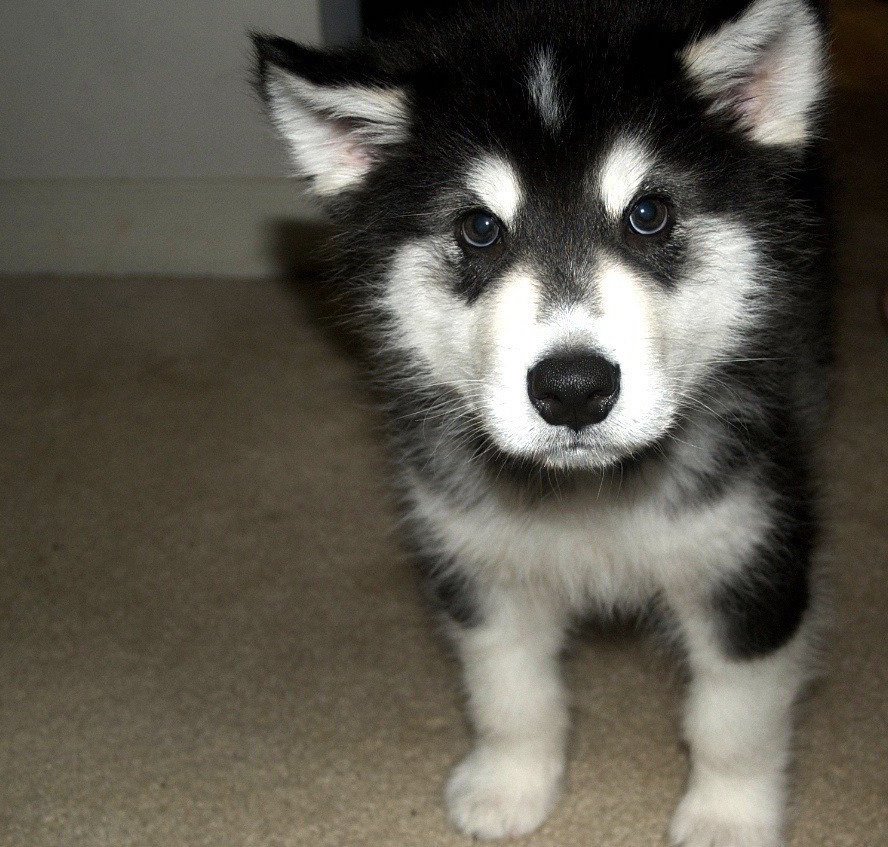 Alaskan Malamute Puppy