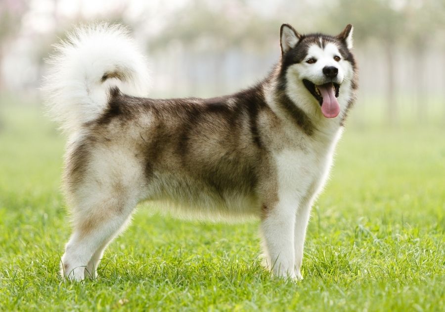 Alaskan Malamute Standing Sideways on Grass Looking Forward