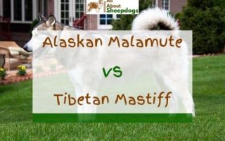 Alaskan Malamute vs Tibetan Mastiff – What’s The Difference?