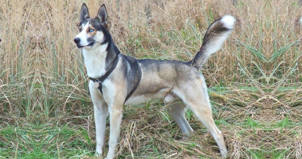 Alaskan Husky Facts & Dog Breed Information Puplore
