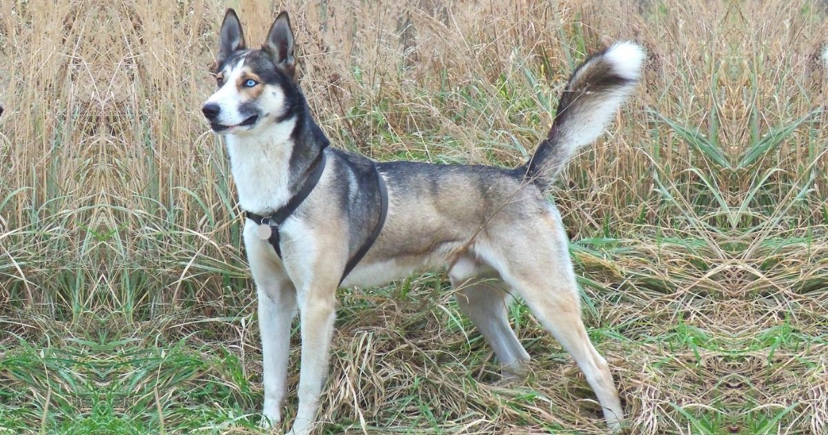 Alaskan husky Facts & Dog Breed Information