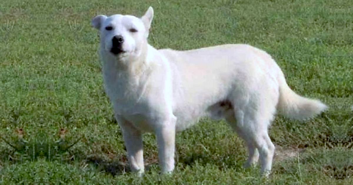 Alopekis Dog Breed Information & Facts