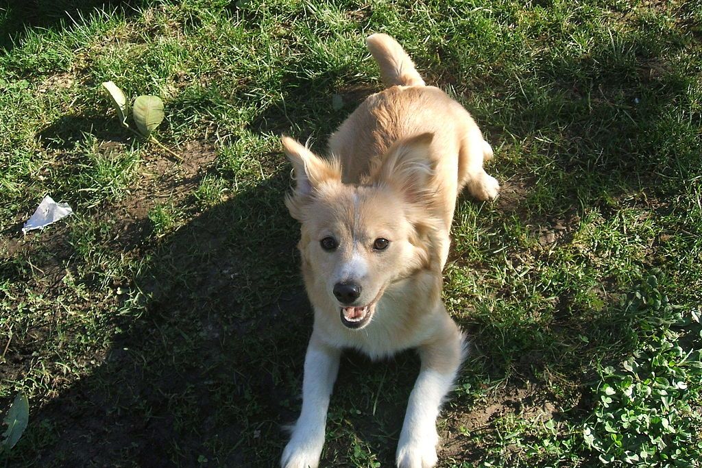 Alopekis Dog on the field