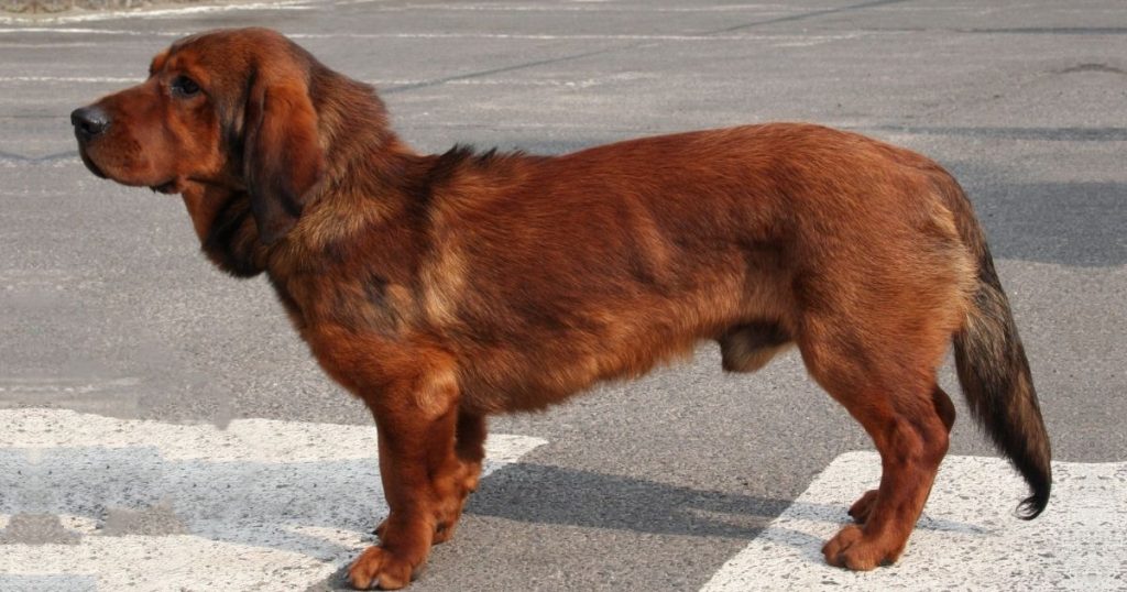 Alpine Dachsbracke Dog Breed Facts and Information