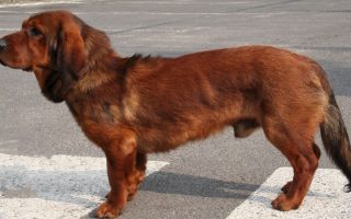 Alpine Dachsbracke Dog Breed Facts & Information