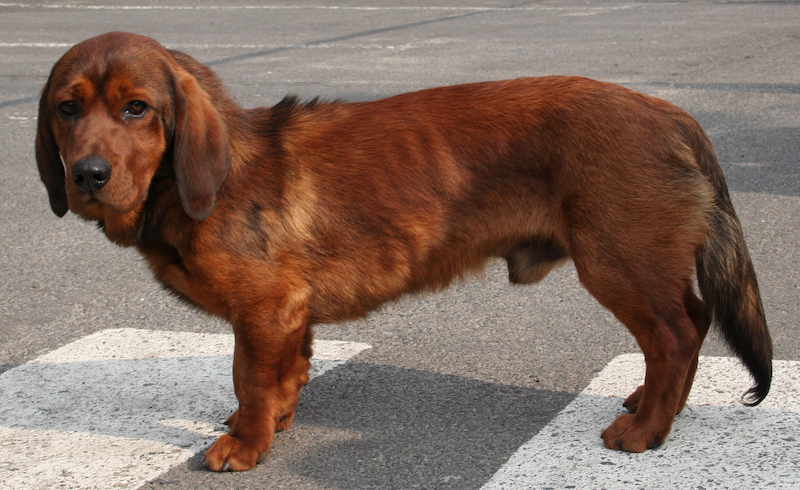 An Alpine Dachsbracke standing on the road