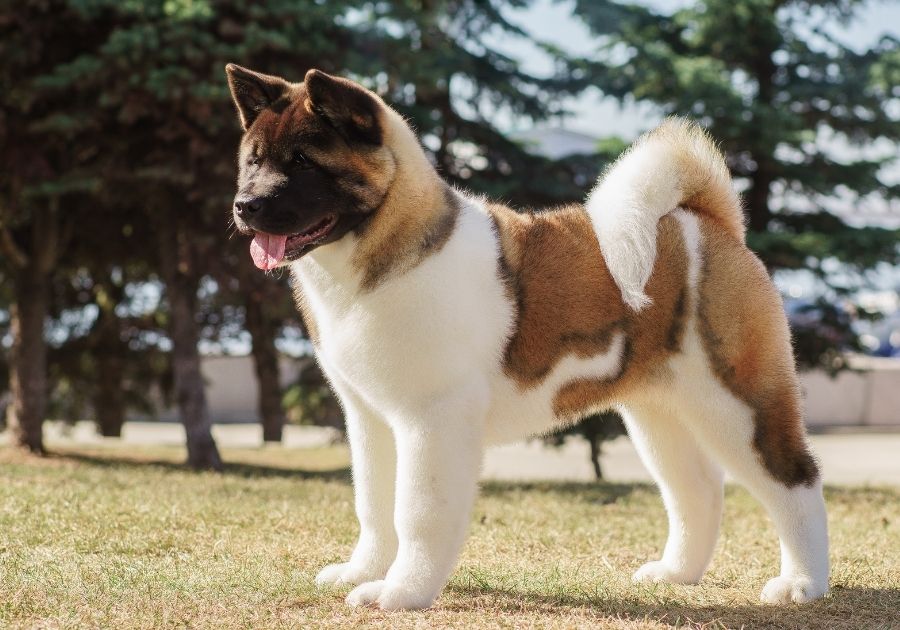 American Akita Pup Standing on Grass