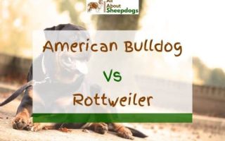 American Bulldog vs Rottweiler – A Detailed Comparison