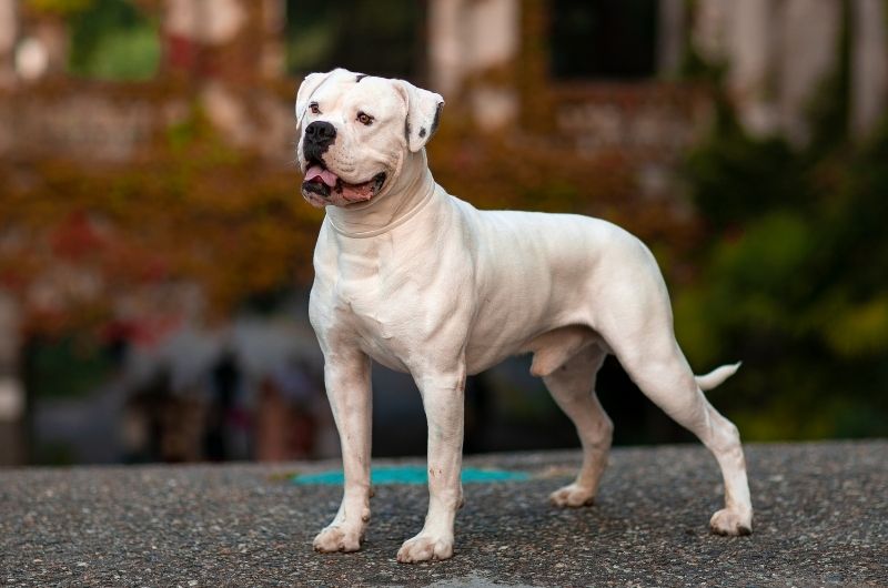 American Bulldog