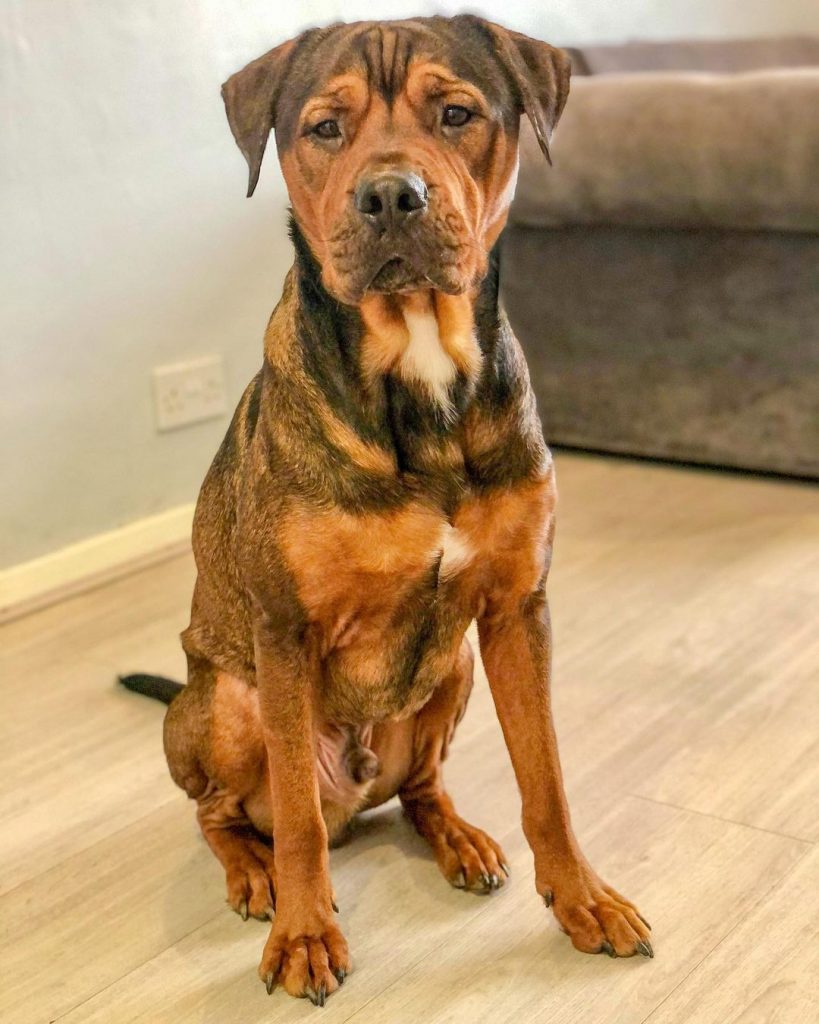 American Bullweiler - Rottweiler Bulldog Mix Dog Sitting on Floor