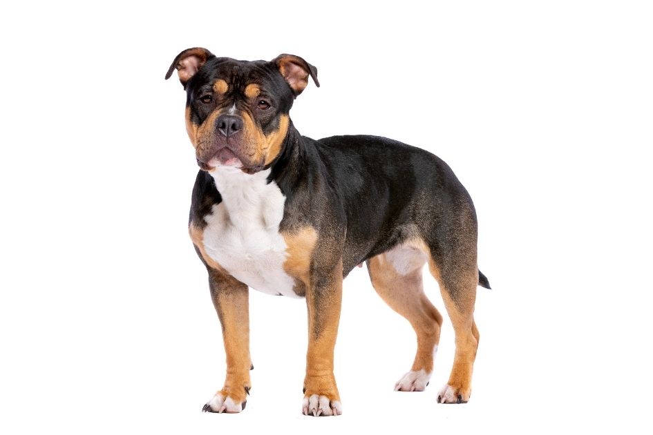 American Bully Dog Breed