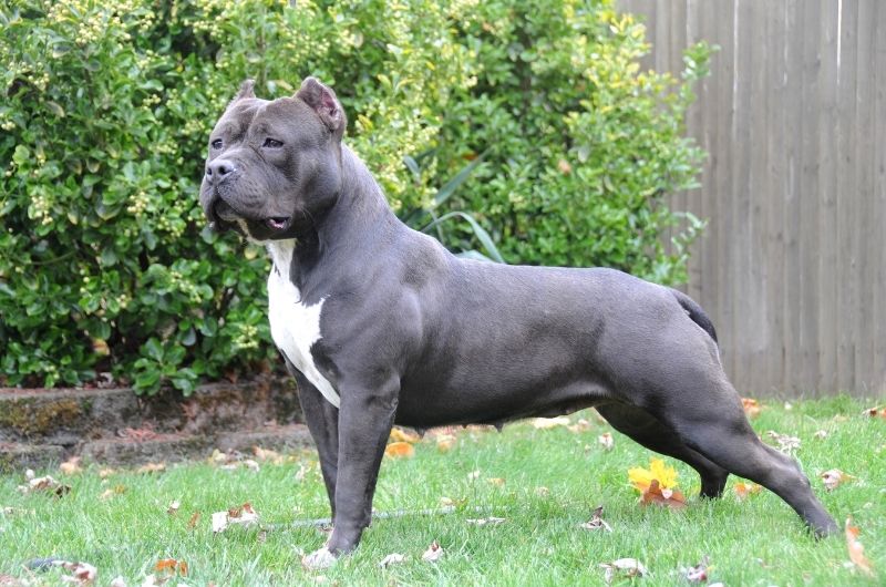 American Bully Dog