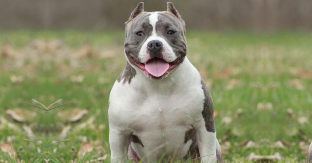 A male Bully on the field