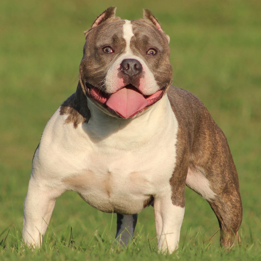American Bully Facts and Dog Breed Information