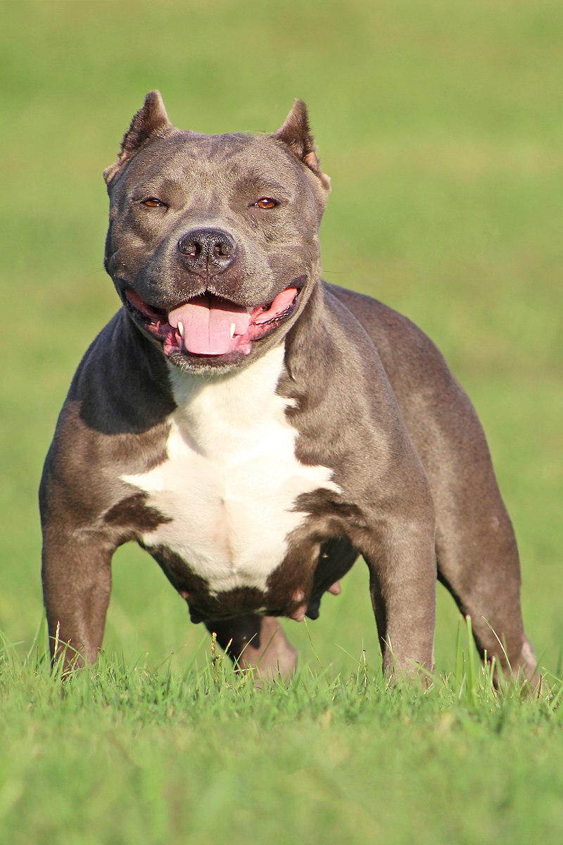 American Bully Facts & Dog Breed Information | Puplore