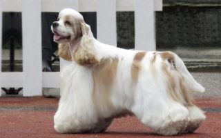 American Cocker Spaniel Facts & Dog Breed Information
