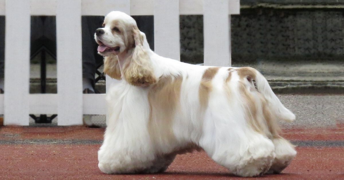 American Cocker Spaniel Facts and Dog Breed Information