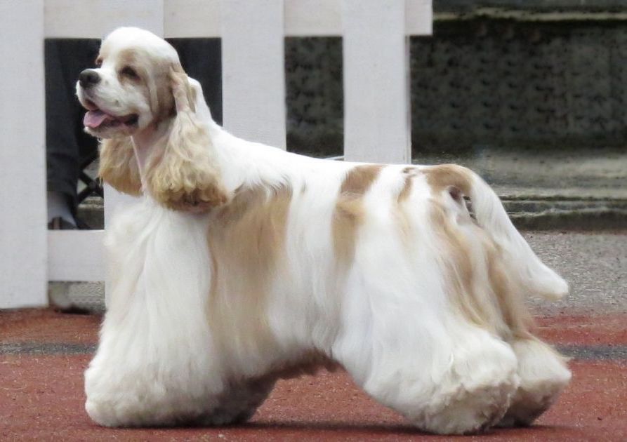 American Cocker Spaniel Facts and Dog Breed Information