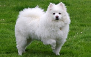 American Eskimo Dog Facts & Breed Information