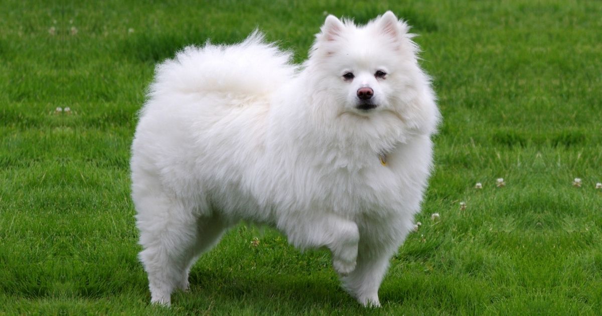 American Eskimo Dog Facts and Breed Information