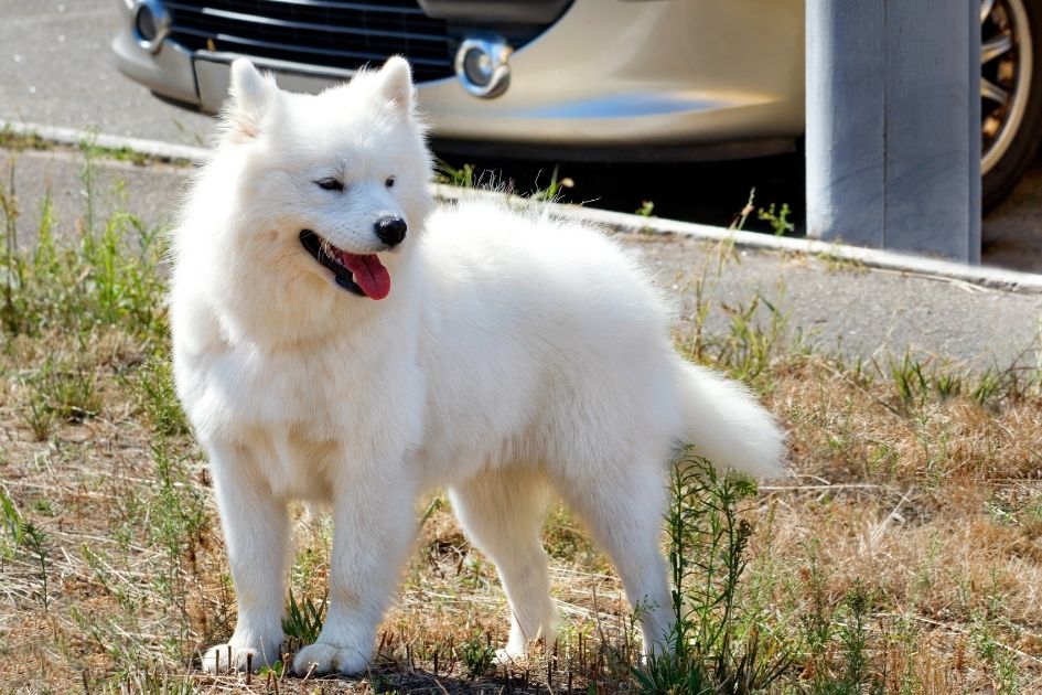 American Eskimo Dog on Sidewalk