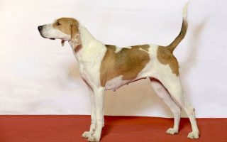 American Foxhound Facts & Dog Breed Information