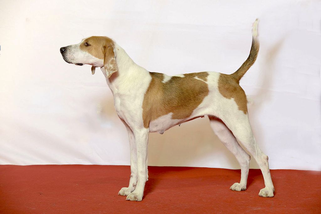 American Foxhound Facts and Dog Breed Information