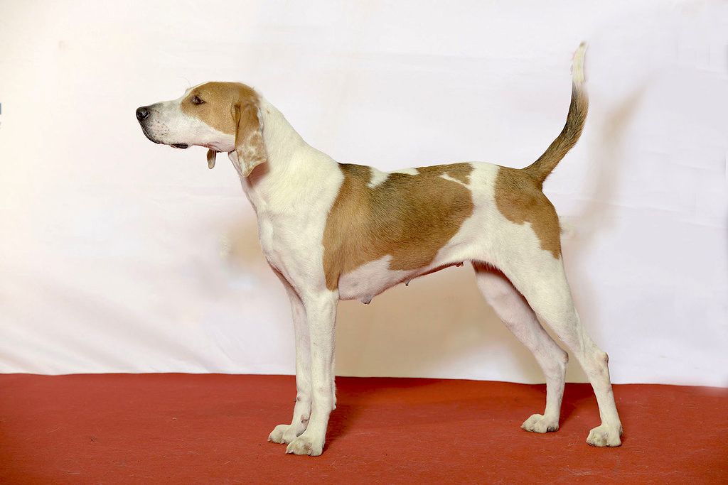 how much should it cost to care for a american foxhound