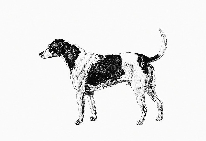 American Foxhound History and Origin