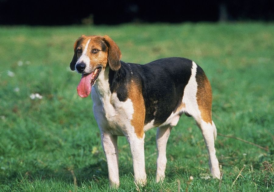 Black, White and Tan American Foxhound Standing on Grass Panting
