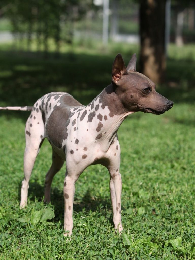 American Hairless Terrier Dog Standing Looking Aside