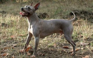 American Hairless Terrier Facts & Dog Breed Information