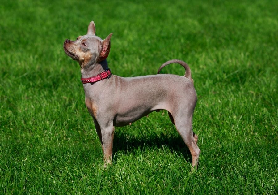 American Hairless Terrier Standing on Grass