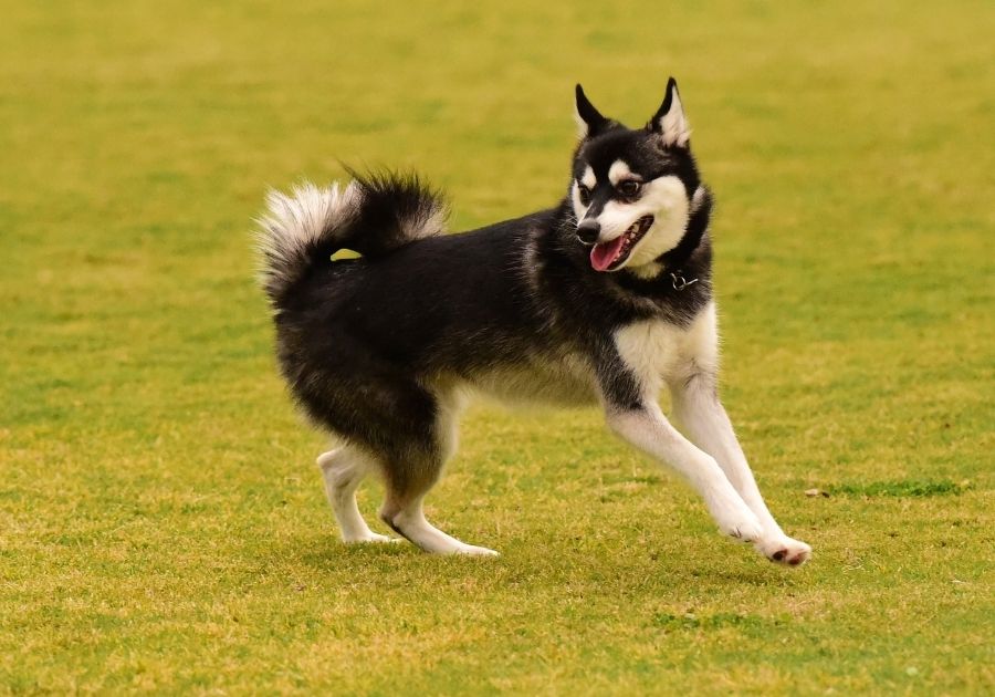 Black and Cream American Klee Kai Playing on Field
