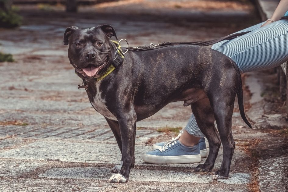 American Pit Bull Terrier Dog Breed on a Path Looking at the Camera