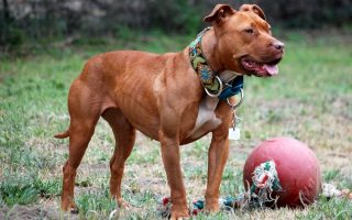 American Pit Bull Terrier Facts & Dog Breed Information