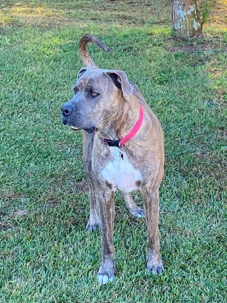 American Pit Corso Standing on Grass