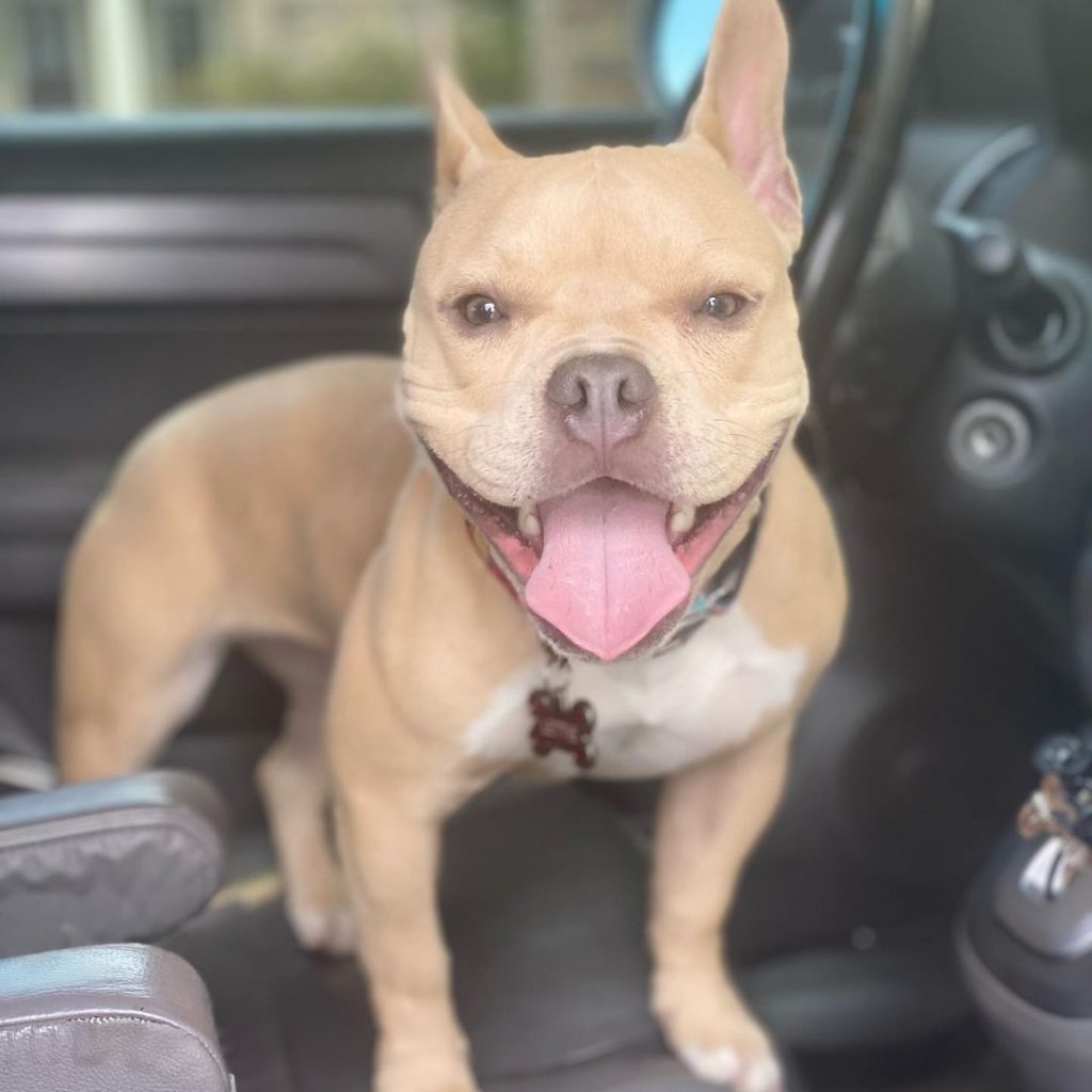 American Pitbull French Bulldog Mix Dog in Car