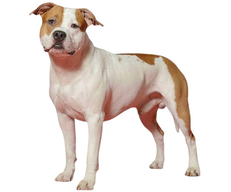 are bones easily digested by a american staffordshire terrier