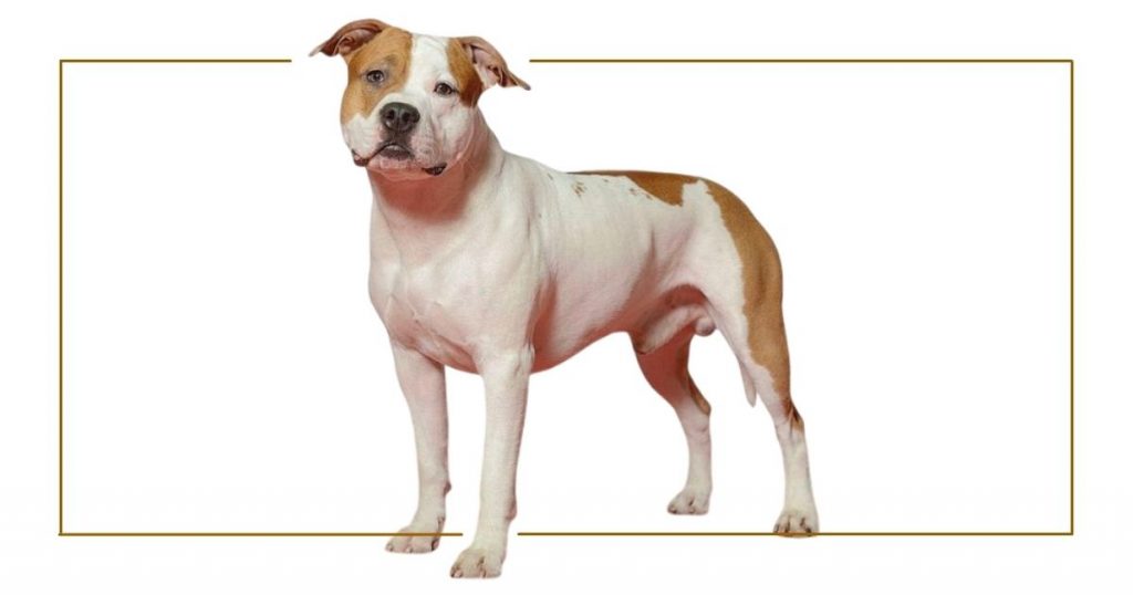 American Staffordshire Terrier Facts & Dog Breed Information | Puplore