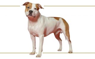 American Staffordshire Terrier Facts & Dog Breed Information