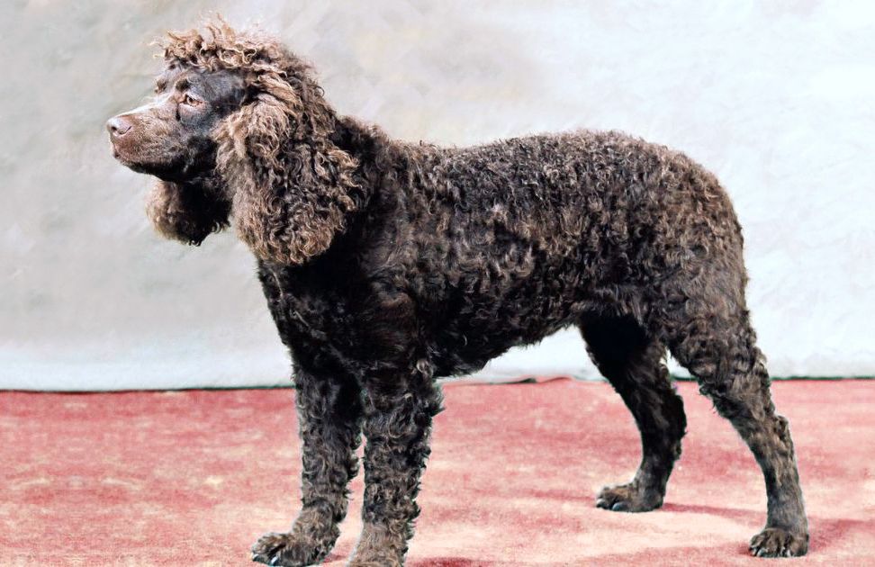 American Water Spaniel Facts and Dog Breed Information