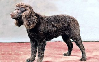 American Water Spaniel Facts & Information