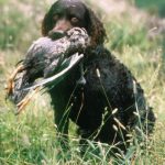 American Water Spaniel with a Duck