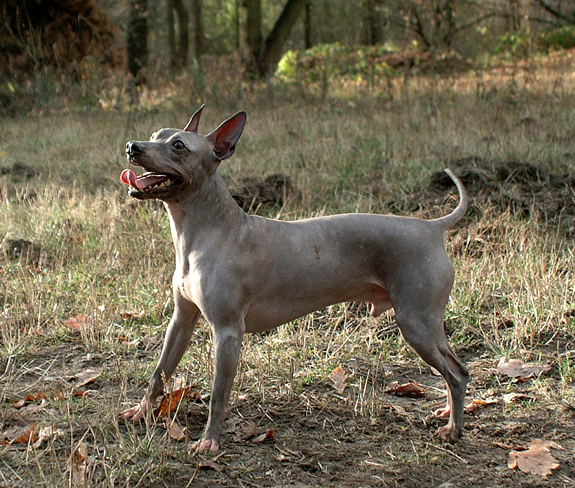American Hairless Terrier Facts & Dog Breed Information