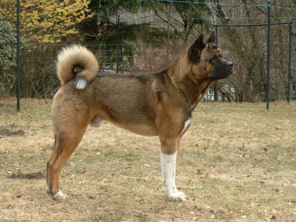 American Akita Facts and Information