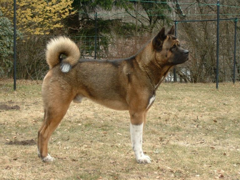 Akita Facts & Dog Breed Information | Puplore