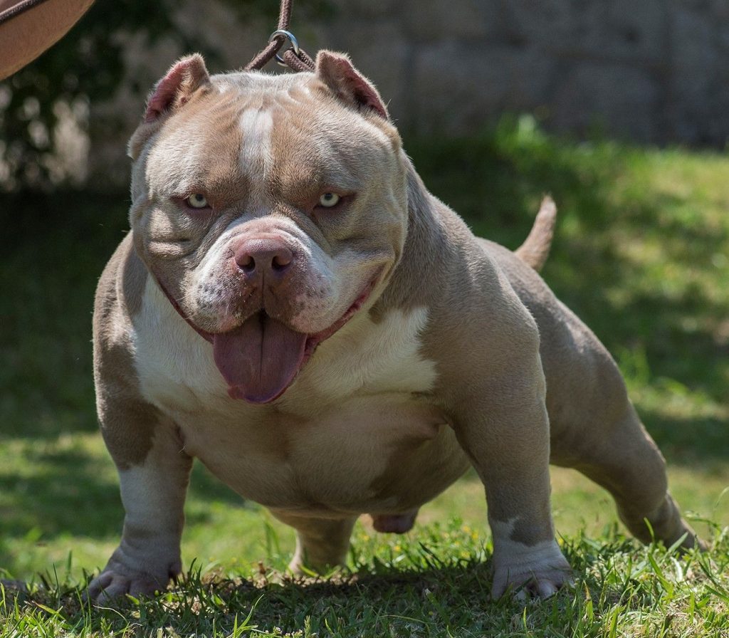 American Bully Macho Male