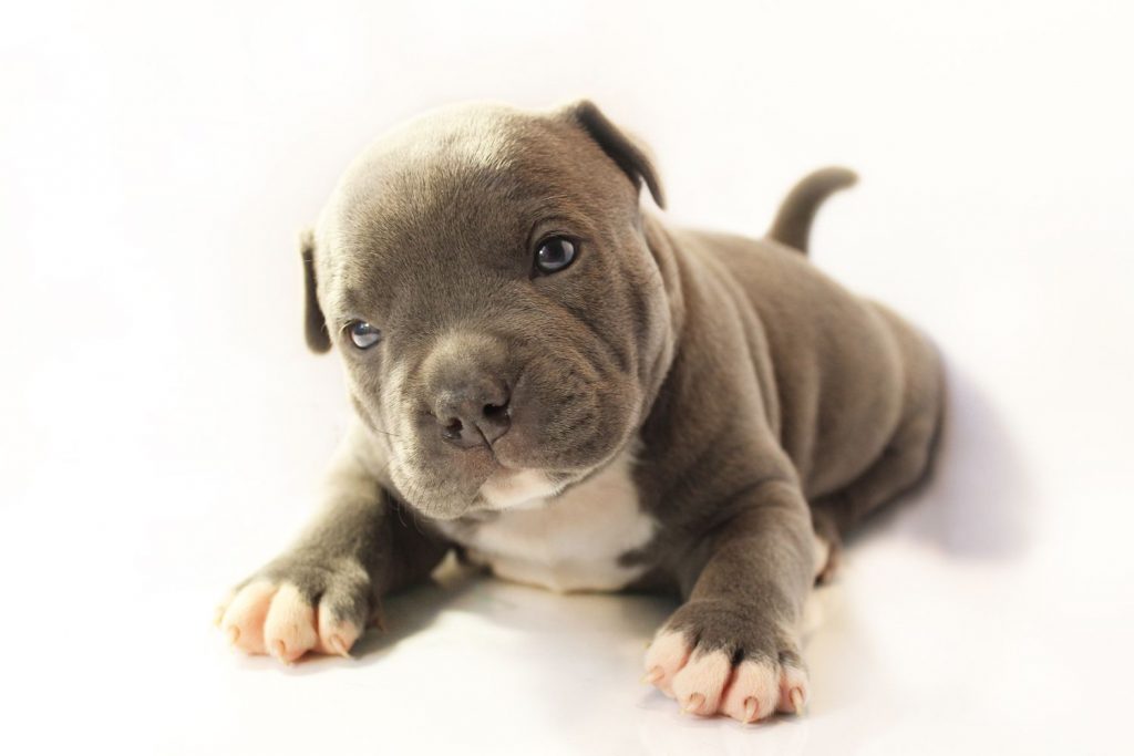 American Bully Puppy